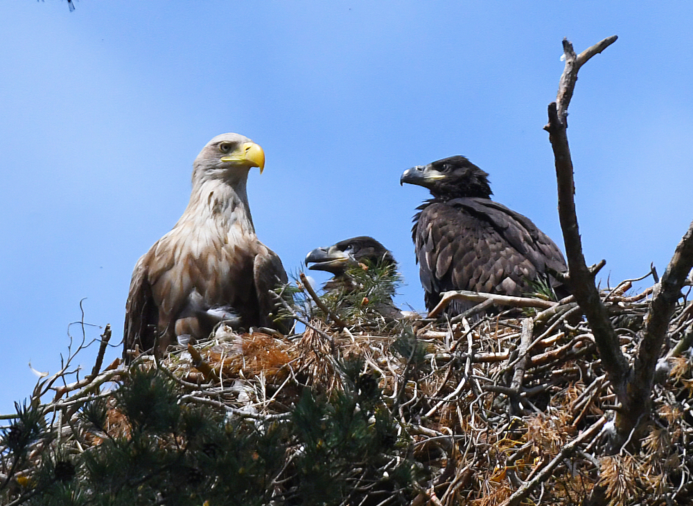 Seeadler